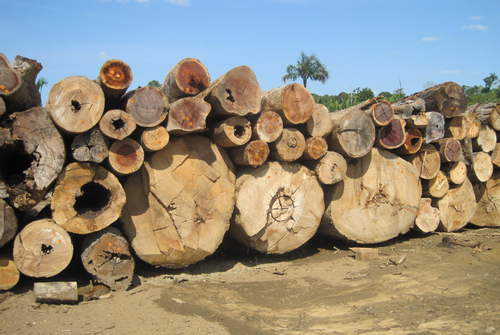 巴西木材2.png