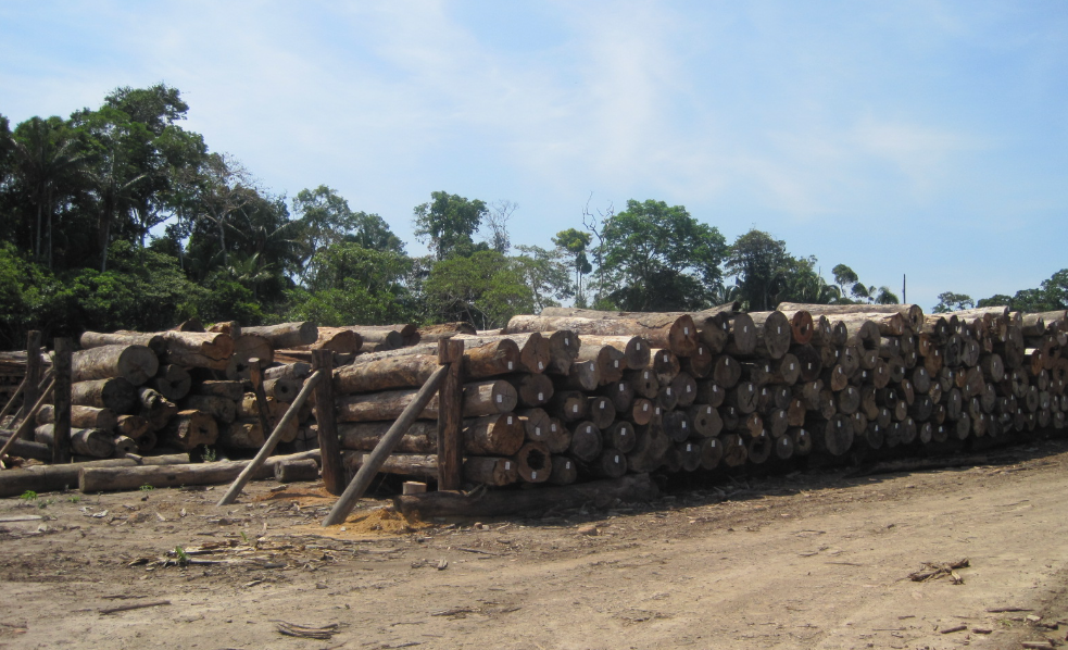 巴西木材5.png