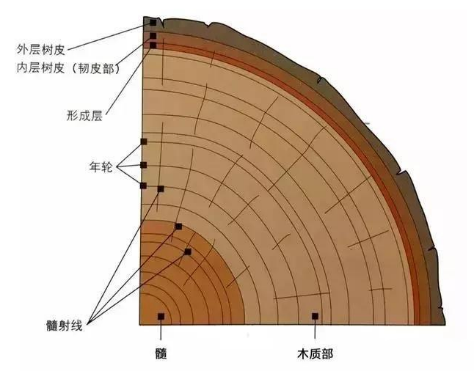 木材结构分层