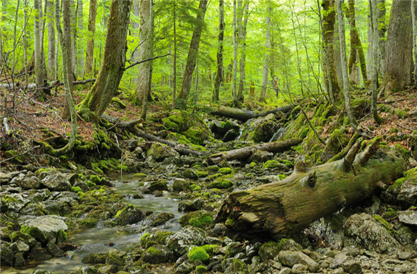 美国的原始森林