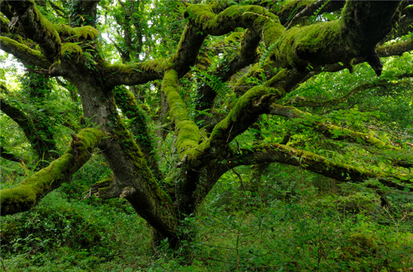 美国的原始森林