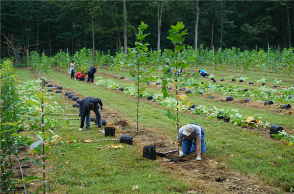 美世公司提供人员栽种幼苗