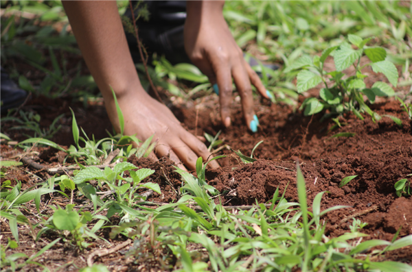美世公司提供人员栽种幼苗