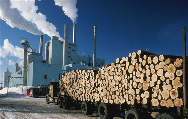 巴西桉树原木运输