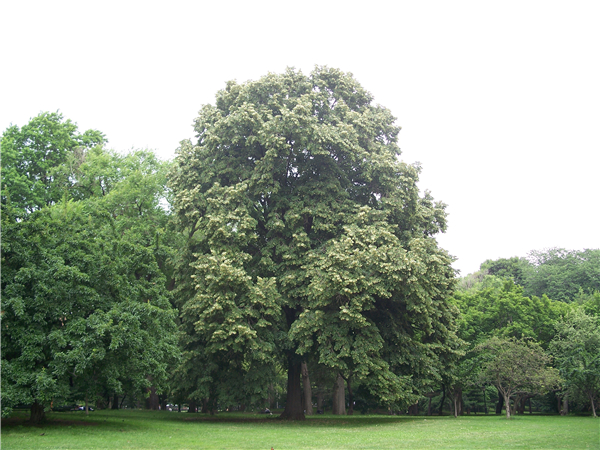 椴木树