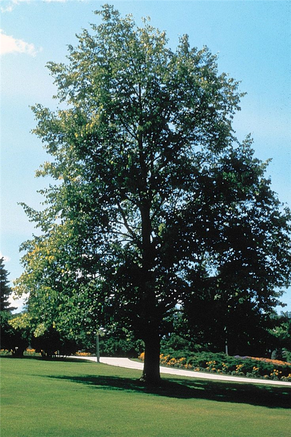椴木树