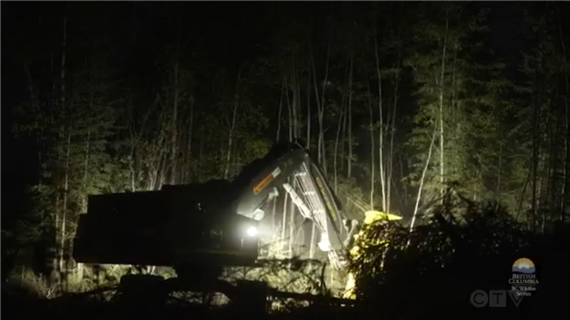 卑诗省连夜清除易过火区域森林