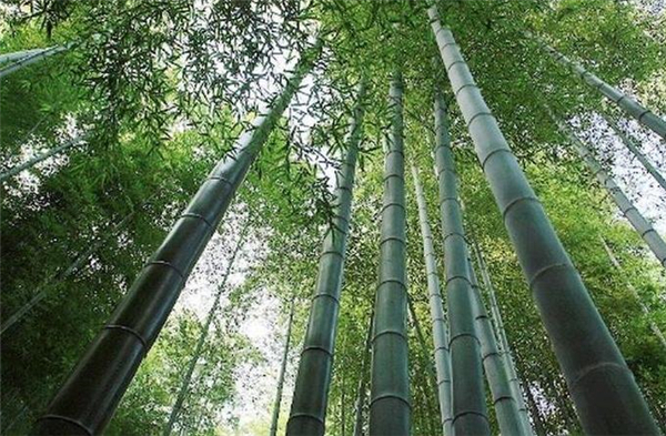 竹木材