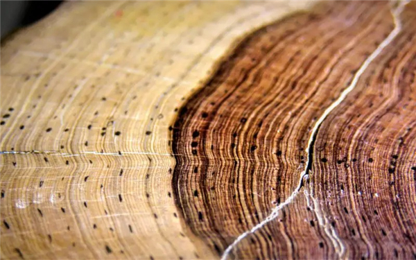 wood-anatomy.jpg