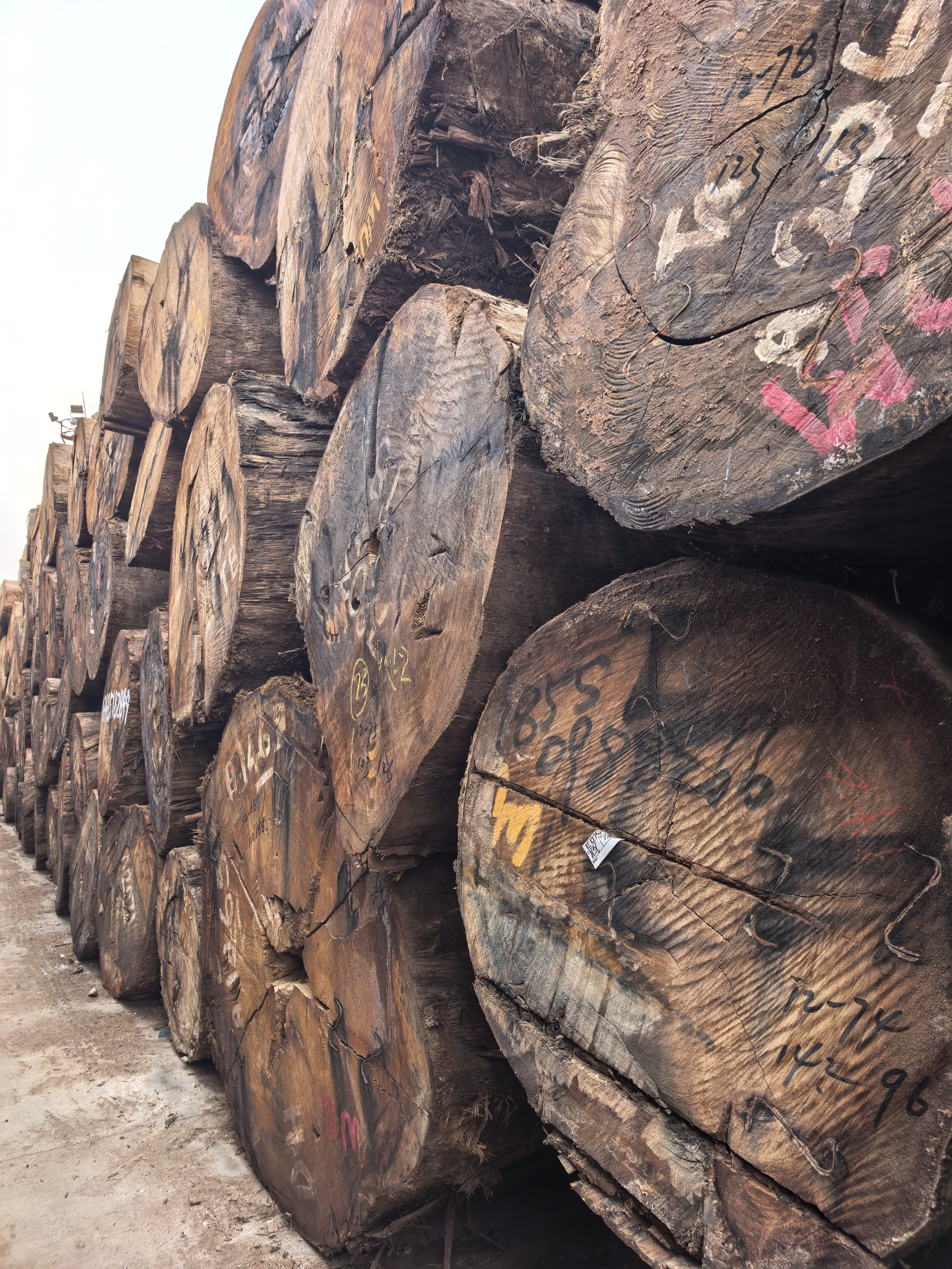 原木巴新榄仁木大TB现货