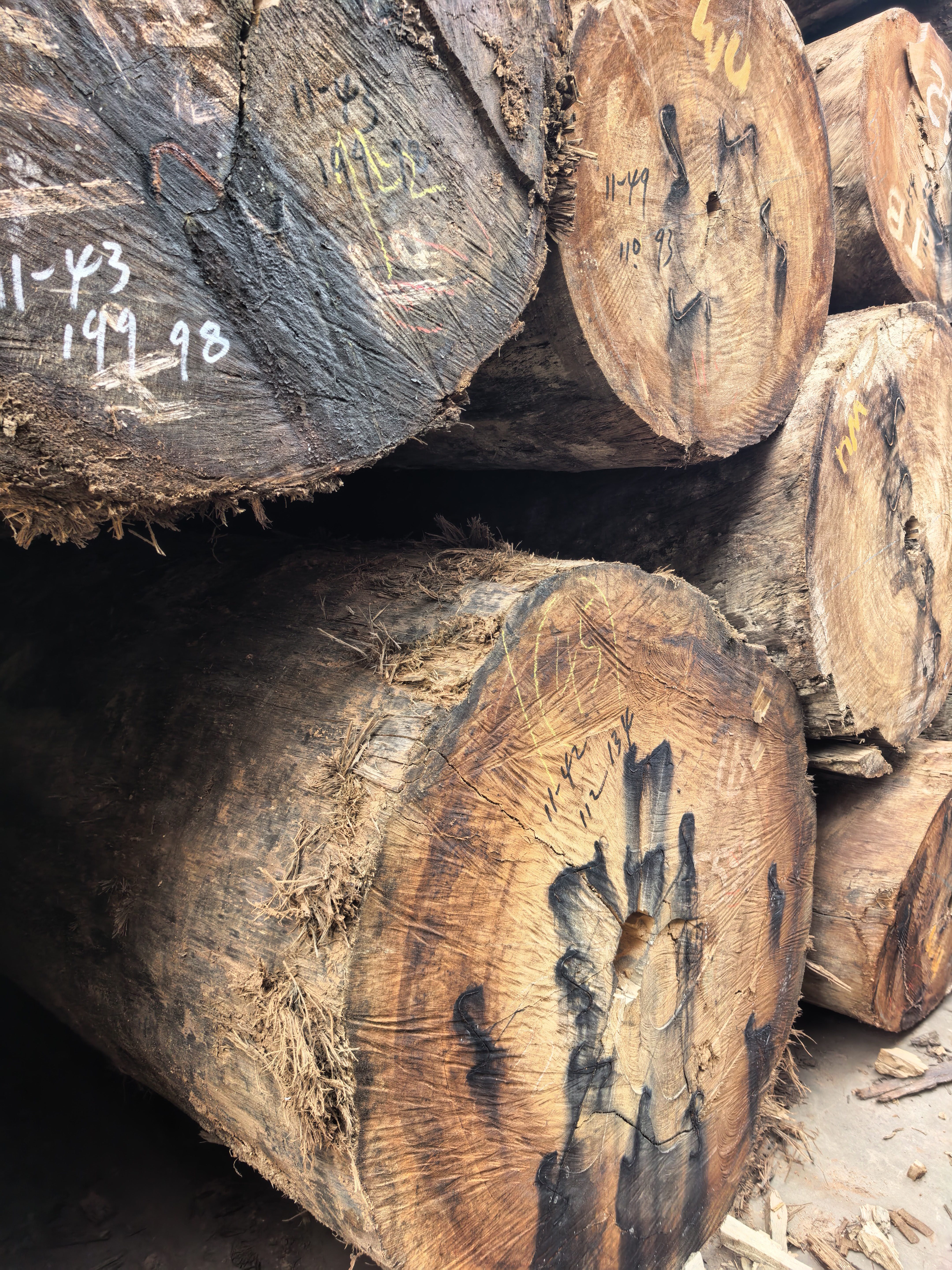 原木巴新榄仁木大TB现货