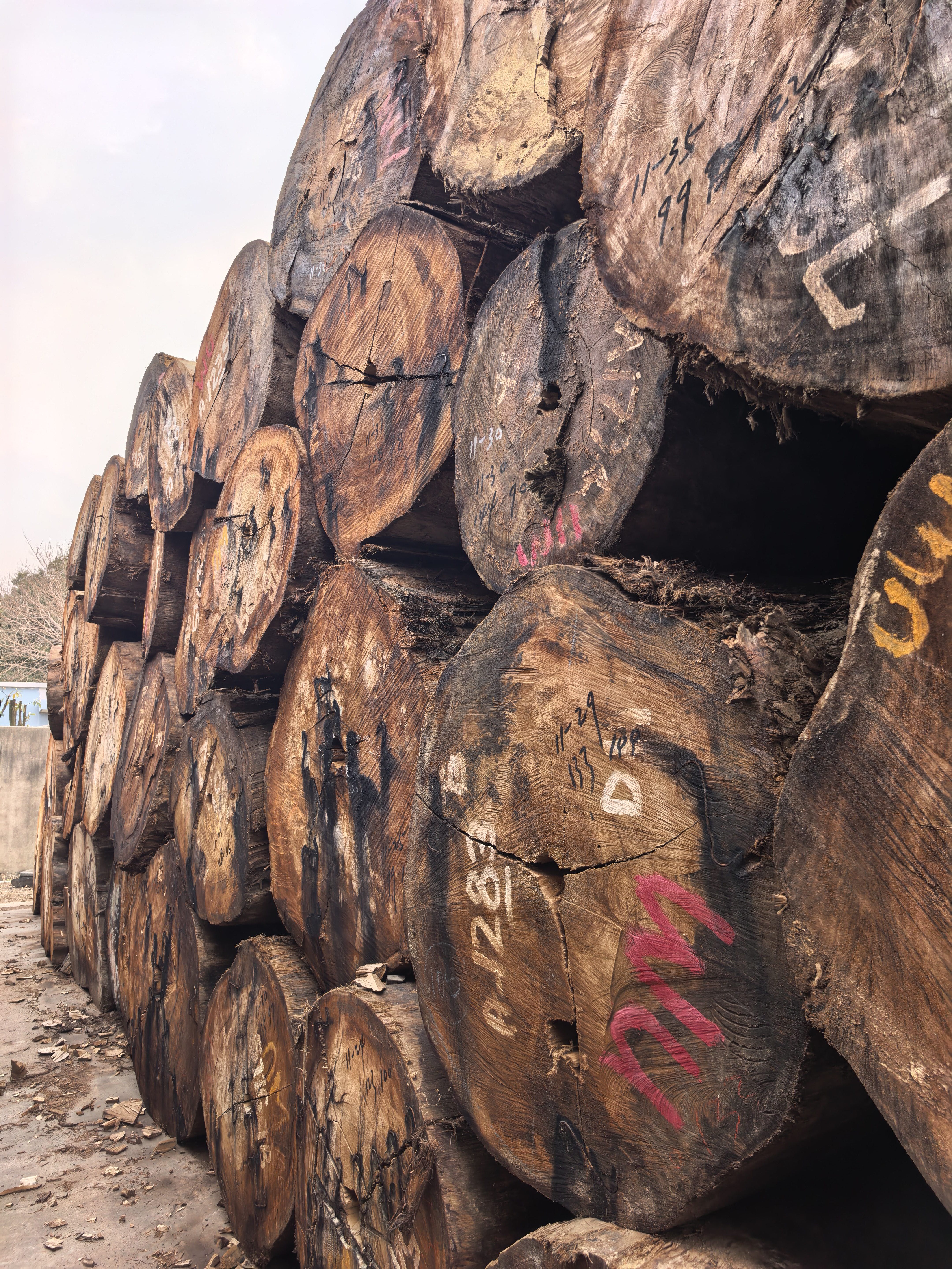 原木巴新榄仁木大TB现货