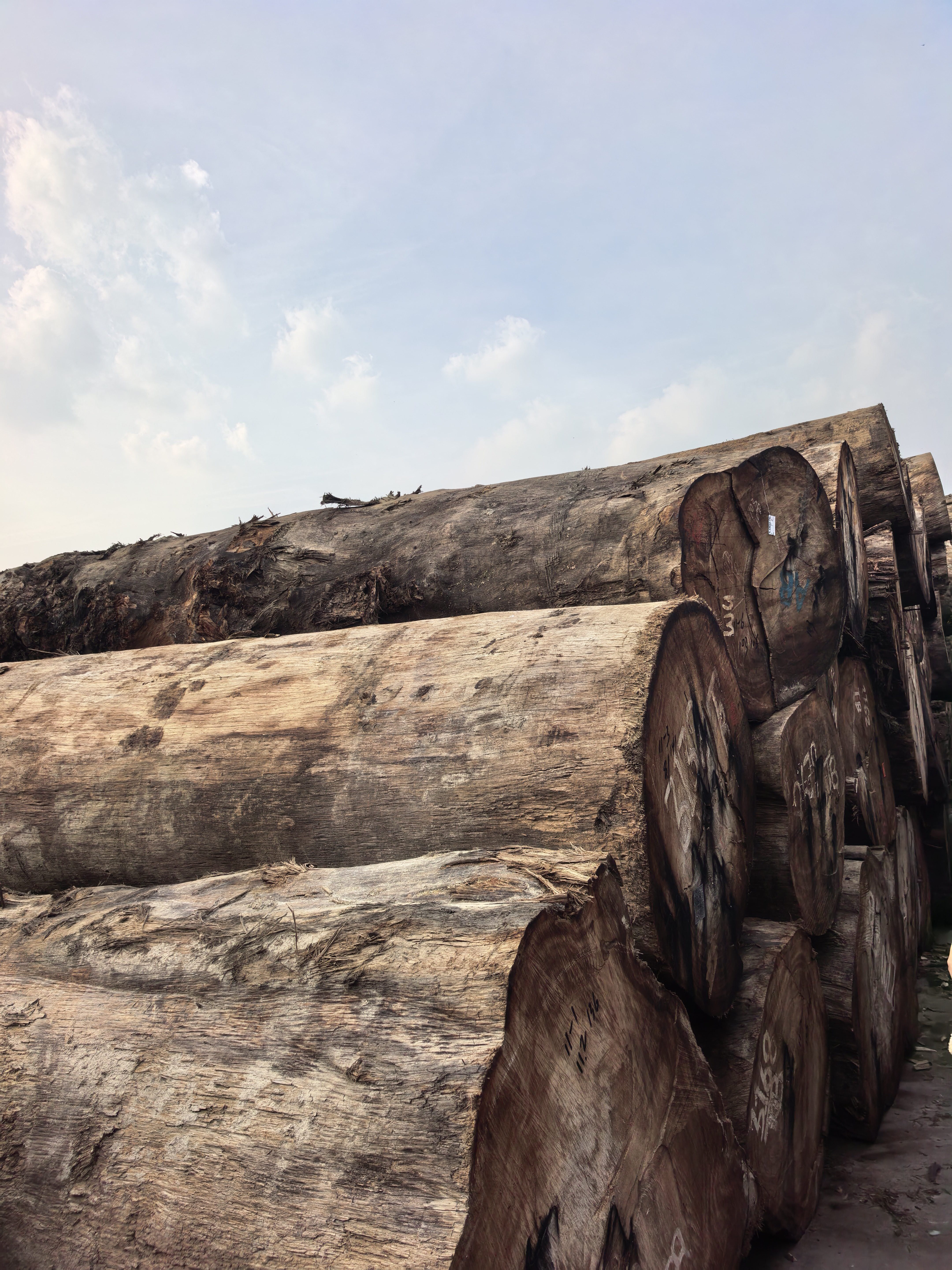 原木巴新榄仁木大TB现货