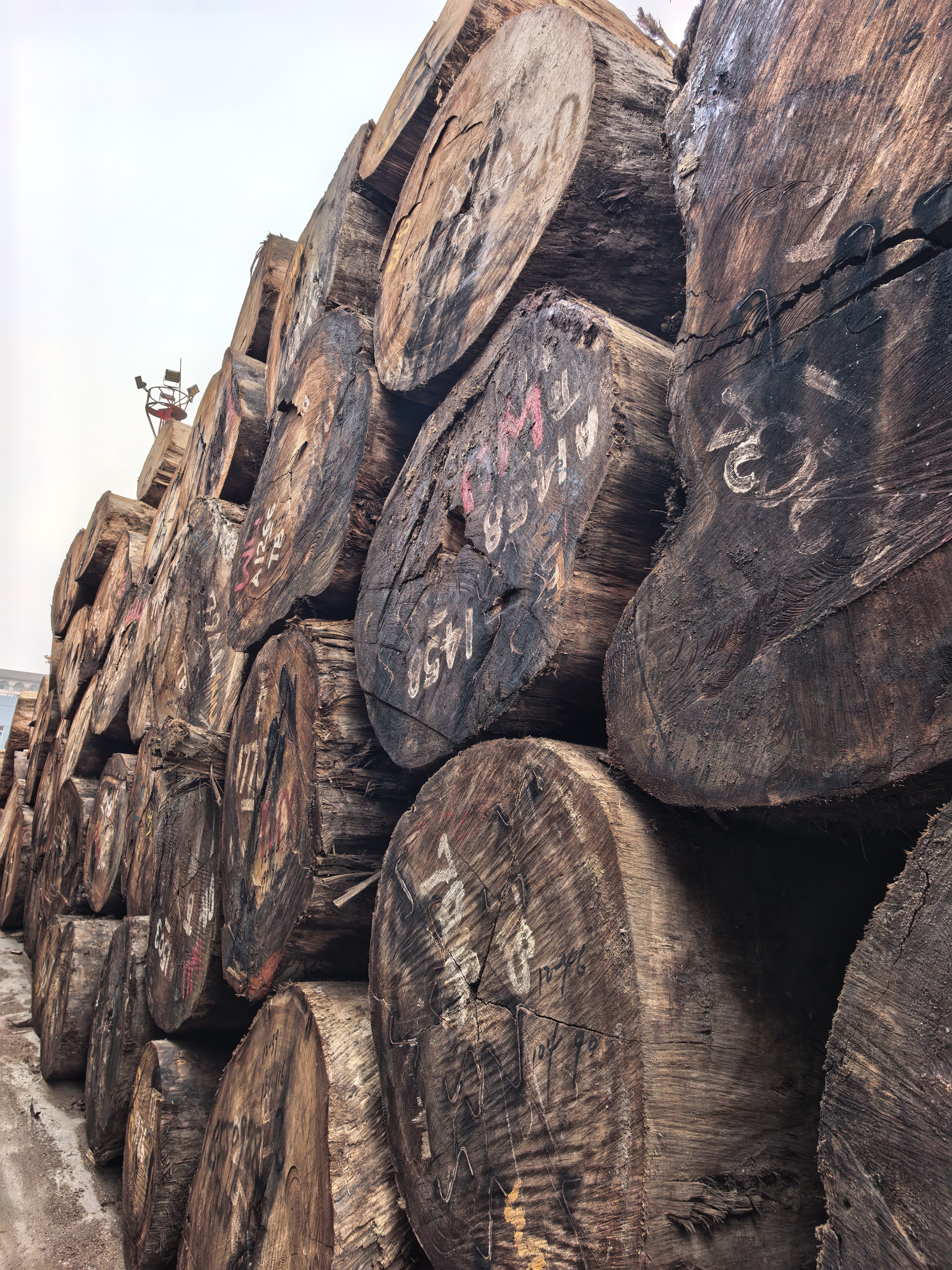 原木巴新榄仁木大TB现货