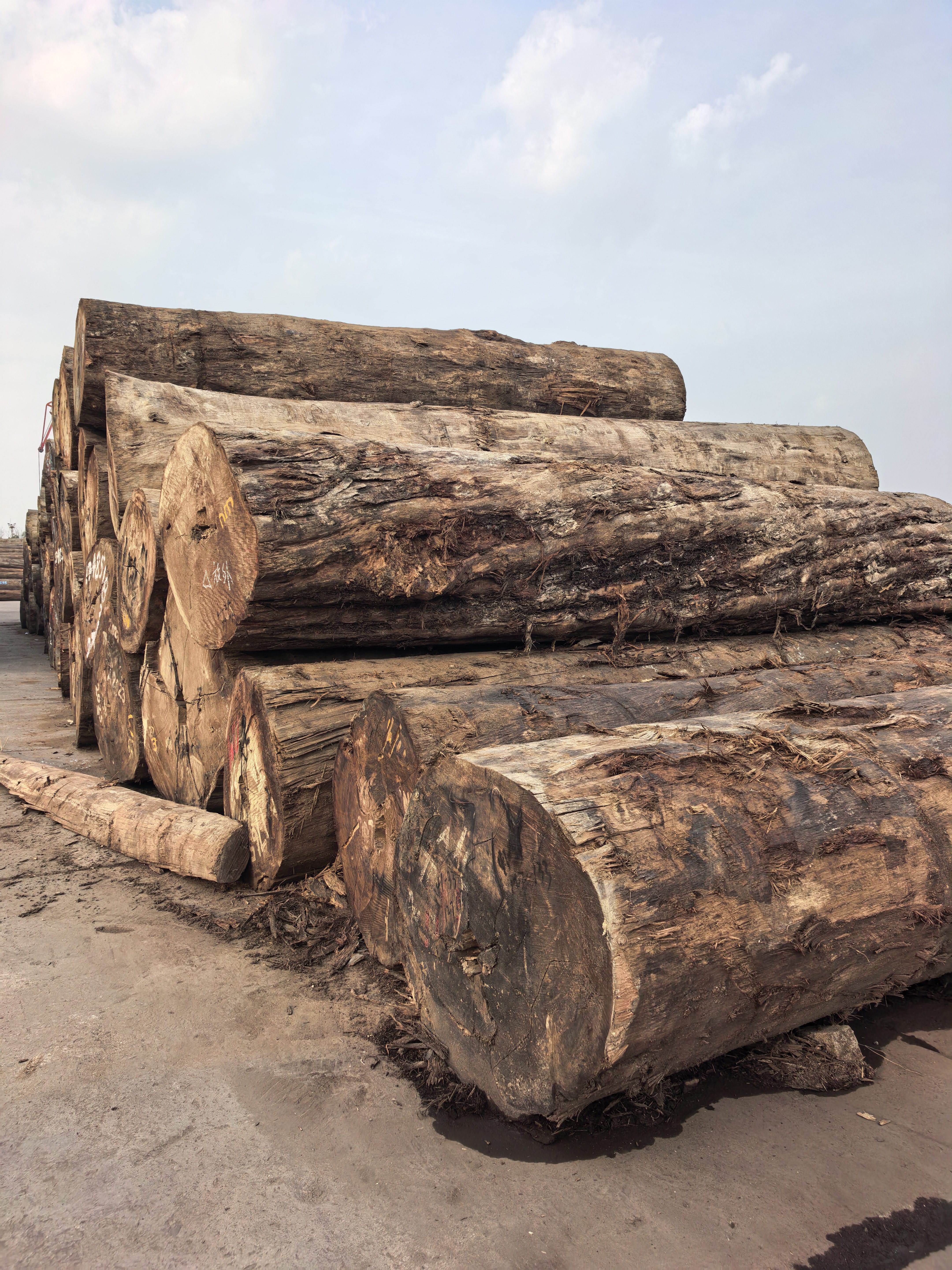 原木巴新榄仁木大TB现货