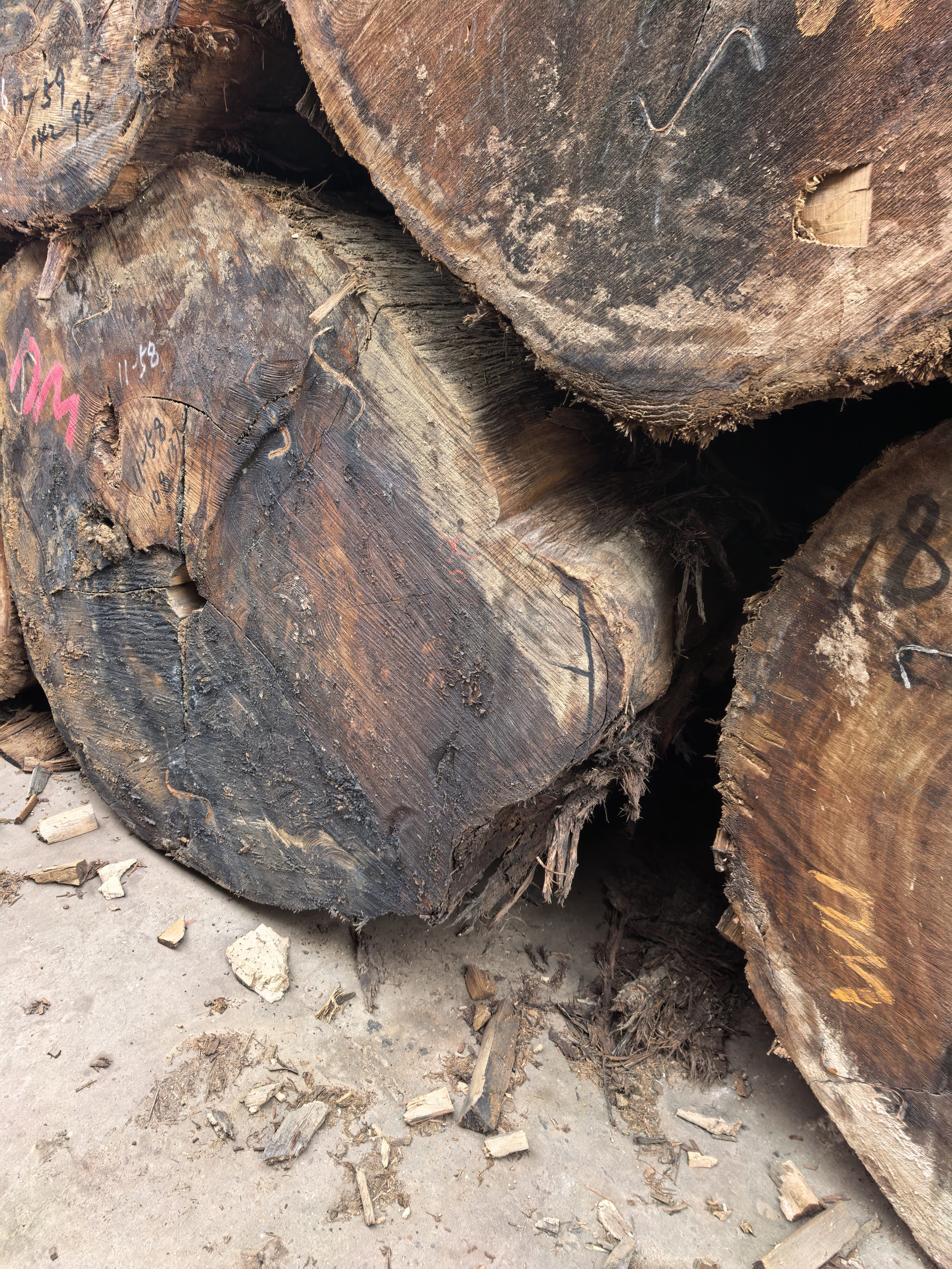 原木巴新榄仁木大TB现货