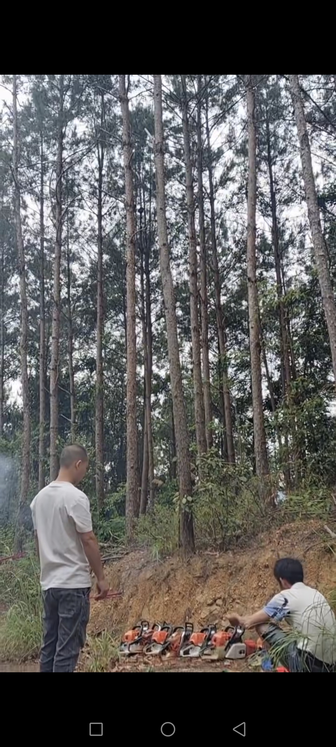 松木