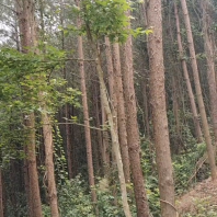 松木