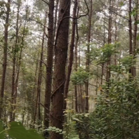 松木