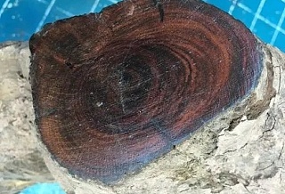 紫油木