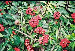 球花西姆藤黄木