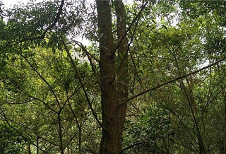厚荚相思