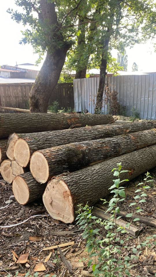 常年供应欧橡表板，单板。榉木板
