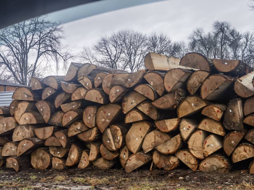 常年供应欧橡表板，单板。榉木板