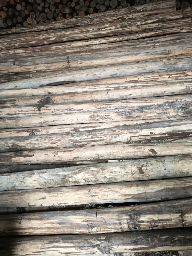 托盘料原木西楠桦等出售