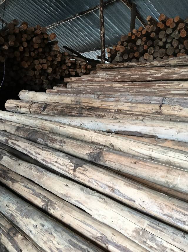 托盘料原木西楠桦等出售