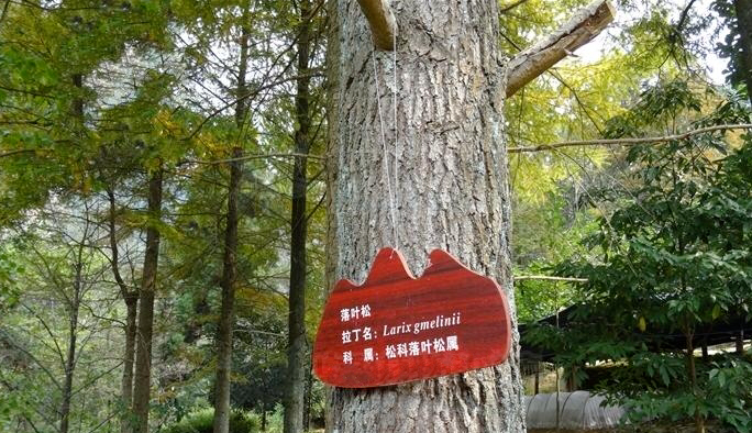  落叶松