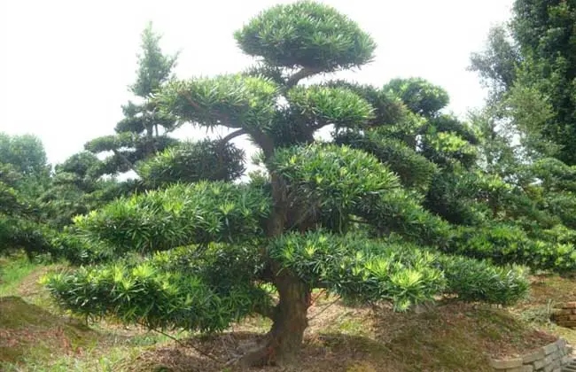  罗汉松