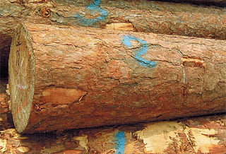  硬木松(Pinus sylvestris var.)