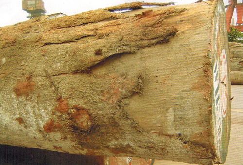  赛鞋木豆(Paraberlinia bifoliolata.)