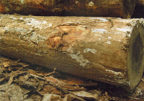  五针松(Pinus sibirica.)